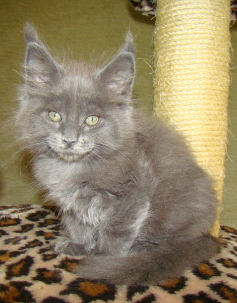     Catsvill County!   !    !       !!!    Catsvill County +7-926-544-74-09     .   ,   ,   ,    ,   ,  ,     ,   -,    ,   !